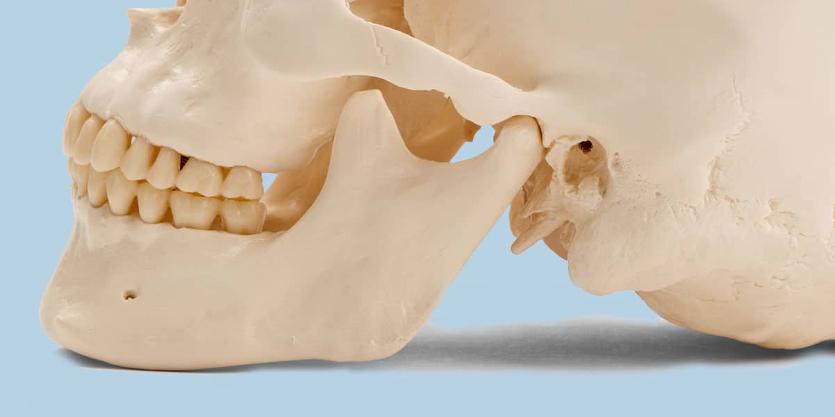 Photo of a Jaw Bone and Skull